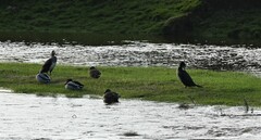 Phalacrocorax carbo carbo