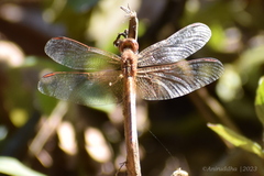 Neurothemis intermedia