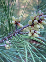 Pinus clausa
