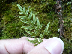 Cryptogramma stelleri