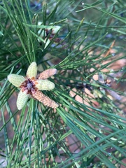 Pinus clausa