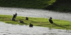 Phalacrocorax carbo carbo
