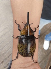 Dynastes hyllus