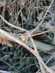 Pseudovates chlorophaea