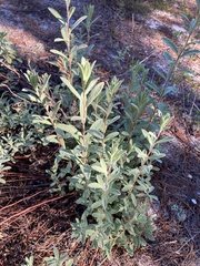 Crocanthemum nashii