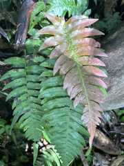 Blechnum occidentale
