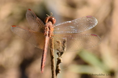 Neurothemis intermedia