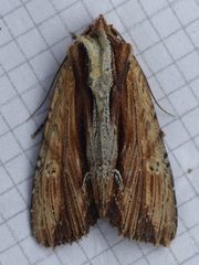 Apamea verbascoides