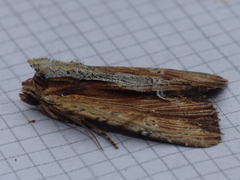 Apamea verbascoides