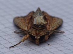 Apamea verbascoides