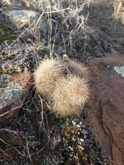 Echinocereus reichenbachii baileyi