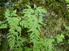 Cryptogramma stelleri