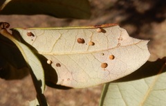 Neuroterus saltatorius texanus