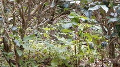 Pomatorhinus musicus