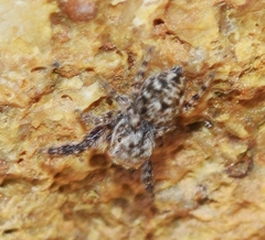 Neaetha membrosa