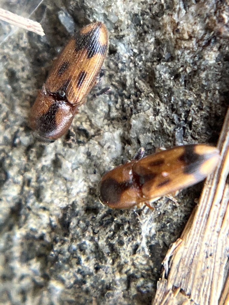 Aeolus amabilis