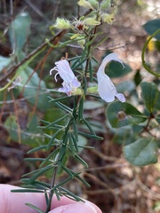 Conradina grandiflora