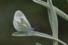 Leptidea duponcheli