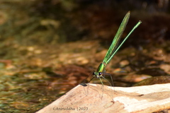 Neurobasis chinensis
