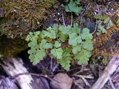 Cryptogramma stelleri