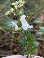 Conradina grandiflora