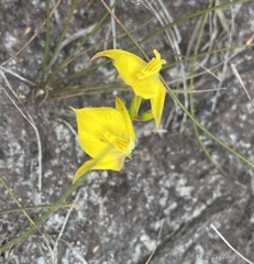 Disa tenuifolia