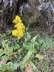Senecio oerstedianus