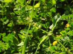 Rumex spinosus