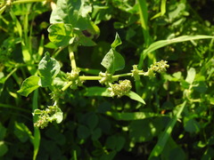 Rumex spinosus