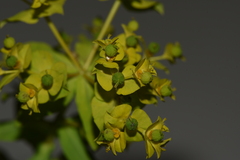 Euphorbia platyphyllos