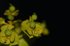 Euphorbia platyphyllos