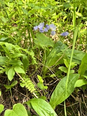Polemonium pulcherrimum delicatum