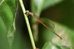 Aciagrion pallidum