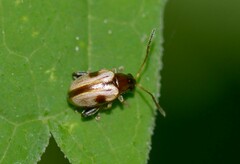 Longitarsus lateripunctatus