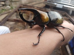 Dynastes hyllus