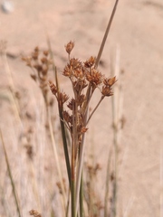 Juncus heldreichianus