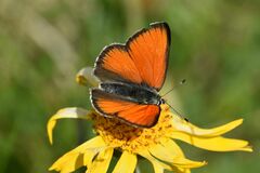 Lycaena hippothoe
