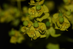 Euphorbia platyphyllos