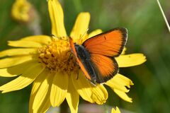 Lycaena hippothoe