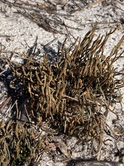 Selaginella arenicola