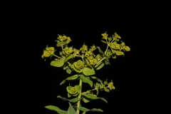 Euphorbia platyphyllos