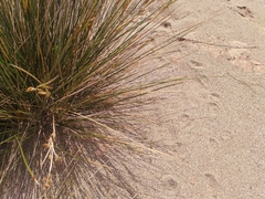 Juncus heldreichianus