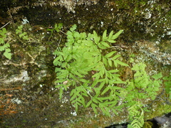 Cryptogramma stelleri
