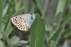 Pseudophilotes bavius macedonica