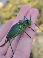 Ephippiger carlottae