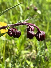 Senecio bigelovii