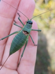 Ephippiger carlottae