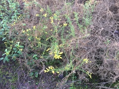 Ulex parviflorus