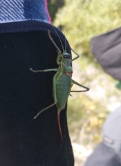 Ephippiger carlottae