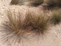 Juncus heldreichianus